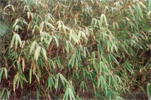 Bamboo