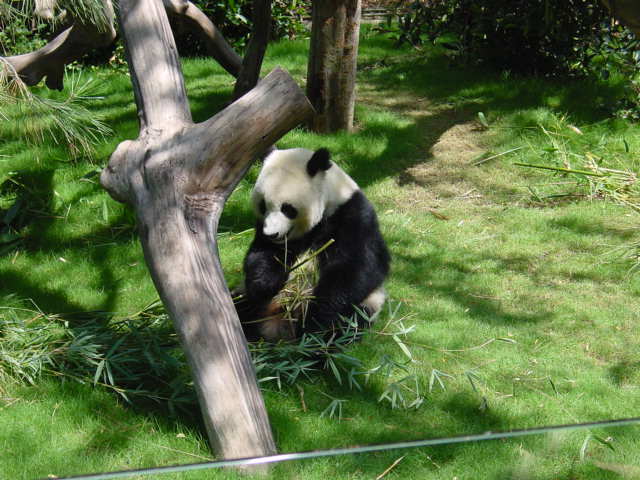 Panda Bear