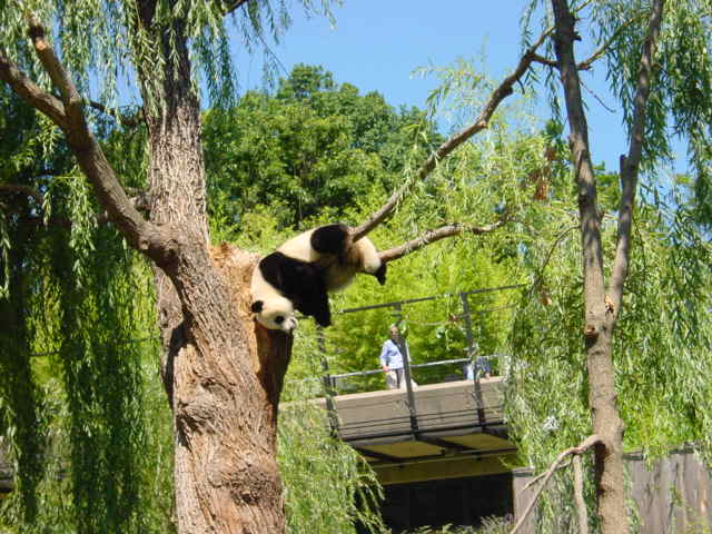 Panda Bear