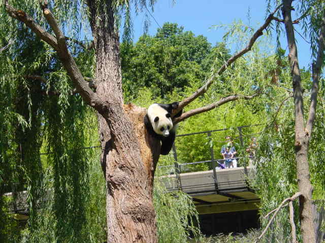 Panda Bear
