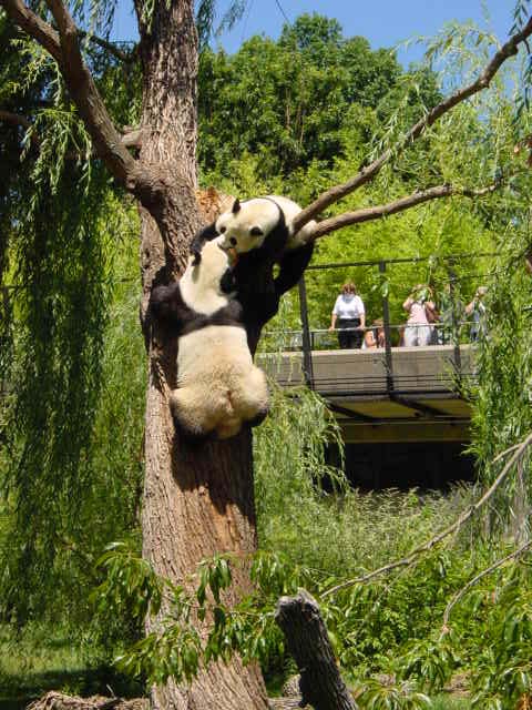 Panda Bears