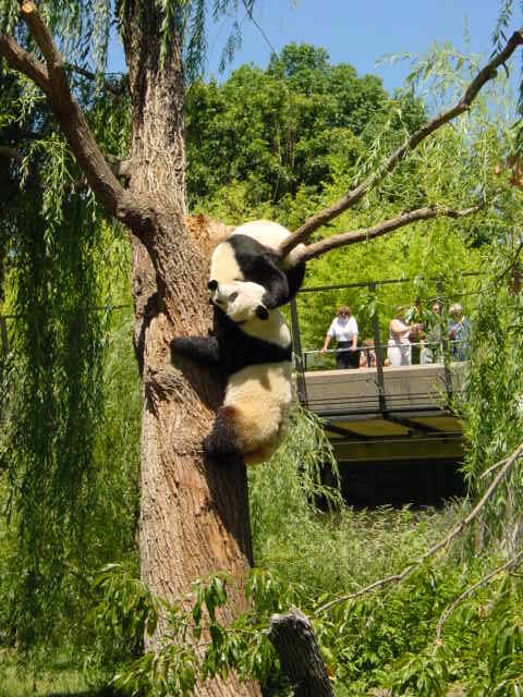 Panda Bears