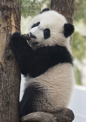 Giant, panda, bear, trivia, facts